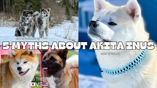 Busting 5 Myths about the Japanese Akita Inu [upl. by Raseta]