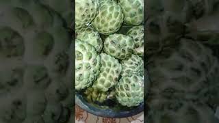 seetaphalam meeda premaku ee song ankitam Super tasty sweet fruits from my village [upl. by Adnert184]