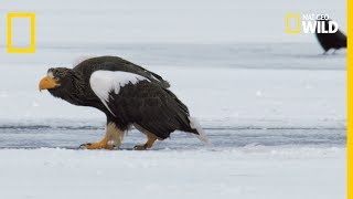 Un aigle royal combat des pygargues [upl. by Embry679]