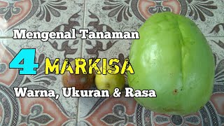 4 Jenis Markisa dari Rasa Bentuk dan Warna  Buah Markisa buah yang kaya manfaat yuktani [upl. by Ocsisnarf]