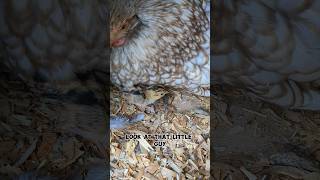 The First Ever Pheasant On The Farm pheasant [upl. by Melba474]