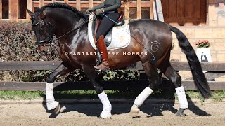 QU  BOMBPROOF HORSE PRE turning 5 years PIROFREE Super safe [upl. by Naiditch302]