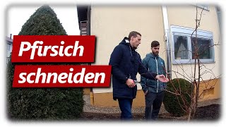 Pfirsichbaum vom Profi geschnitten  Baumschule Schreiber Dominik zu Besuch [upl. by Attenyw348]