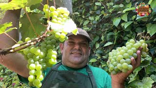 Vídeo ensinando como plantar uvas em casa sem agrotóxico [upl. by Crespo]