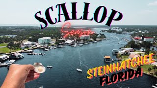 Scalloping Steinhatchee FL 2024  Catch Clean Cook [upl. by Giorgi670]