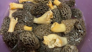 My Mamaw’s wild morchella mushroom recipe [upl. by Annaeel790]