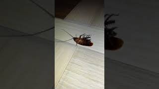 Effect of 1 CYPERMETHRIN and 007 IMIPROTHRIN on cockroach [upl. by Eustashe239]