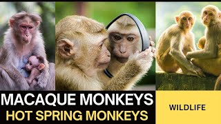 Macaques Monkeys in Hot Springs Winter Wondersquot [upl. by Brubaker615]