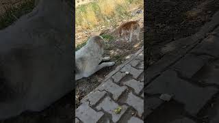 Kedi köpeğe kavga ediyor abone ol arkadaşlar [upl. by Jerz]