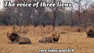 The voice of three lions 🦁🦁🦁▶️The loud voice of these three lions all three are strong 💯dont skip [upl. by Foushee]