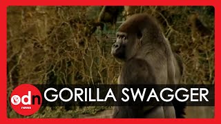 Gorilla learns to swagger like a man [upl. by Oderfigis]