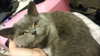 Cute British Shorthair Cat talking [upl. by Ainoda]