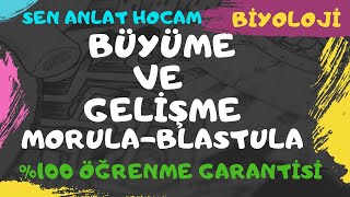 BÃœYÃœME VE GELÄ°ÅžME SEGMENTASYON BLASTULA MORULA GASTRULA EVRELERÄ°  âœ… [upl. by Potter]