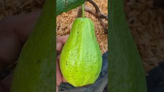 Best natural rooting hormone  How to Propagate guava tree from cutting shorts [upl. by Lowrance]