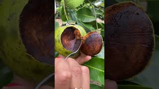 BLACKSAPOTE shortvideo [upl. by Shanly134]