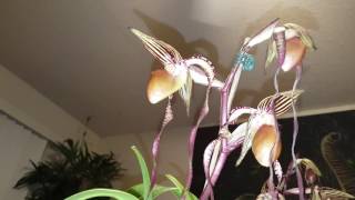 Paphiopedilum sanderianum double spike [upl. by Aysa]