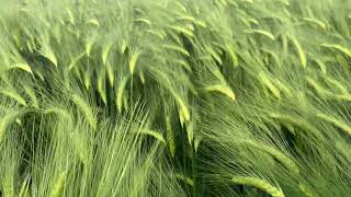 Common barley Hordeum vulgare  Free Footage for MOAH Members [upl. by Enahsal920]