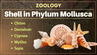 Shell in Phylum Mollusca  B Sc and M Sc  Zoology [upl. by Amr]