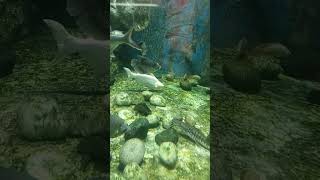 live different fishes and mamals in an aquarium at ocean park [upl. by Atteuqaj]