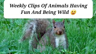 Weekly Clips Of Animals Having Fun And Being Wild [upl. by Sholom]