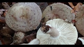 Lactarius blennius  Niscalo mucoso  Beech Milkcap [upl. by Snej]