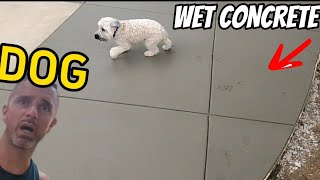 Customers DOG Completely DESTROYS my Boom finish on FRESH concrete [upl. by Aidul]