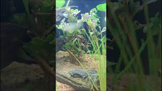 Be clawsome aquarium nature aquariumcrab AquaSungai [upl. by Rockwood]