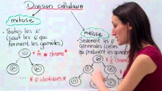 19 Sciences 9e Modes division cellulaire [upl. by Akinyt780]