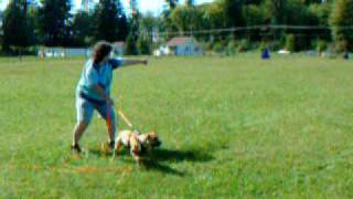 Thing the Pit Bull Pup at Schutzhund Part 3 [upl. by Rosanne]