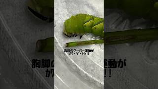 踊るイモムシ shorts insect 昆虫 [upl. by Layla]