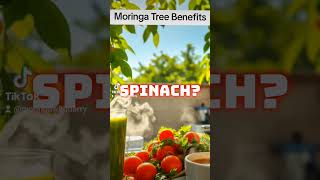 Moringa Tree Benefits moringabenefits moringatree moringa Superfood moringaseeds Wellness [upl. by Rebmeced]