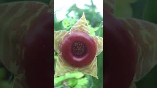 Huernia Zebrina nandavanam nature nursery ennore garden northchennai [upl. by Norak]