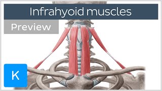 Infrahyoid muscles Origin insertion innervation and function preview  Human Anatomy  Kenhub [upl. by Esyahc]