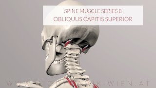 Spine Series Part 8 Neck Muscles Obliquus Capitis Superior 3D Animation [upl. by Ainattirb]