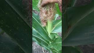 Fruit red corn plantation shorts shortvideo short shortsvideo shortsfeed shortsviral [upl. by Ahsiemat867]