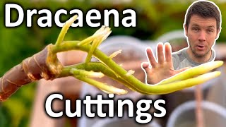 How to Grow Dracaena Plant from Cuttings  Dragon Tree Propagation [upl. by Griswold]