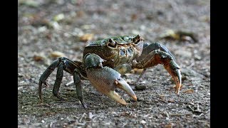 I granchi  The crabs  Les crabes [upl. by Rafaello]