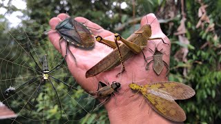 Found a giant shield bug‼️catch golden orb spider crickets dobsonfly giant grasshopper [upl. by Eidnalem]