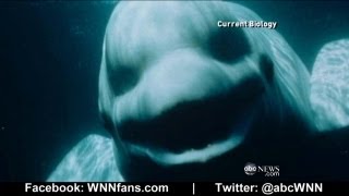 Beluga Whale Sounds Like a Human [upl. by Fiora]