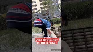 Dog can be rescuer l Dog can show respect l shorts ytshorts smart dog [upl. by Yumuk]