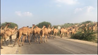 5K Camel Walking Thar DesertCamel video [upl. by Esoj539]