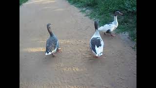 Patos Parque Ecológico Professor Hermógenes de Freitas Leitão [upl. by Aisaim342]