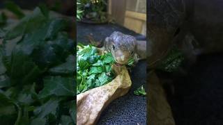 Monkey tail lizard  makan sayur  Corucia zebrata [upl. by Nomor]