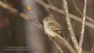 Least Flycatcher in Maine [upl. by Vanya71]