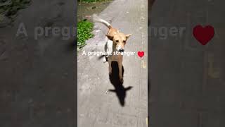 Dogs can understand humans more than usdogdogsdogloverfunnydogvideoscutedogdogvideosshorts [upl. by Gwendolyn]