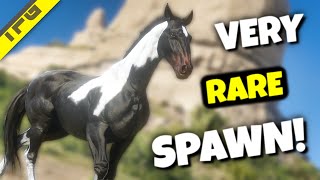 A Rare Horse You Won’t Encounter Every Day  RDR2 [upl. by Roxanna]