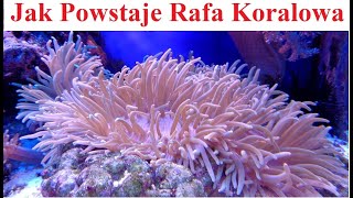 Jak Powstaje Rafa Koralowa [upl. by Ricardo]