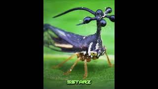 BRAZIL TREEHOPPER X MAHORAGA EDIT [upl. by Bartolome]