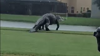 Massive Alligator on Florida Golf Course Looks Like Godzilla [upl. by Yenetruoc]