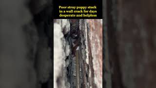 Poor stray puppy stuck in a wall crack for several days was murdered by the local😢 [upl. by Hamforrd]